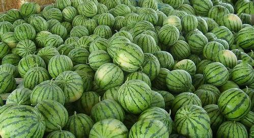 娱乐吃瓜必备图,吃瓜群众必备图鉴